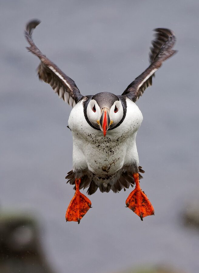 Atlantic puffin in flight over Borgarfjörður Eystri