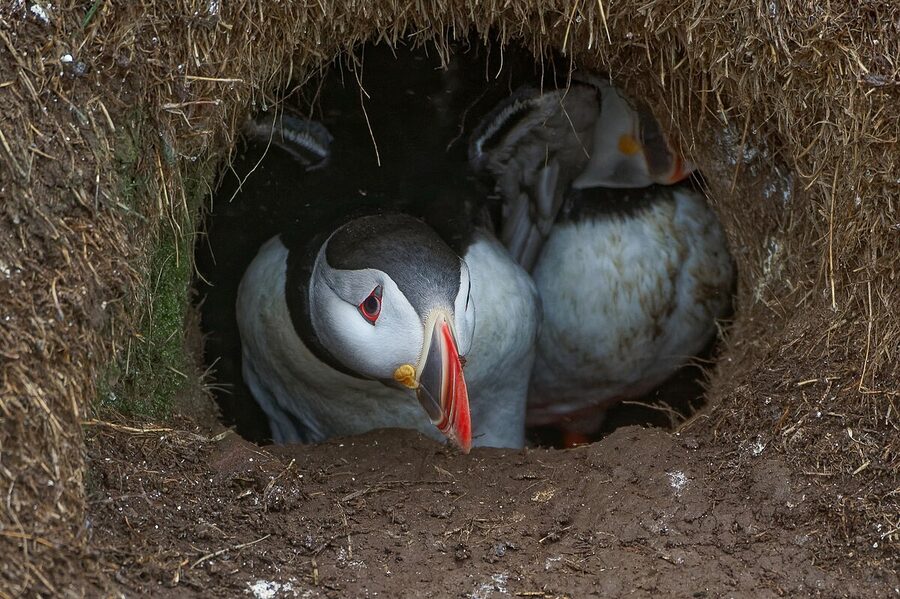 Atlantic puffin at burrow Bakkagerði Borgarfjörður Eystri