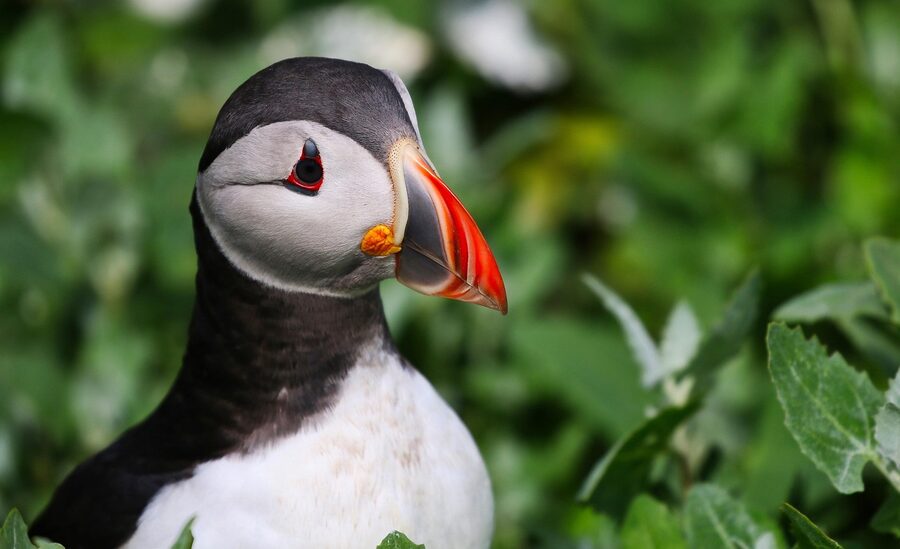 Atlantic puffin colony on an Iceland sea cliff