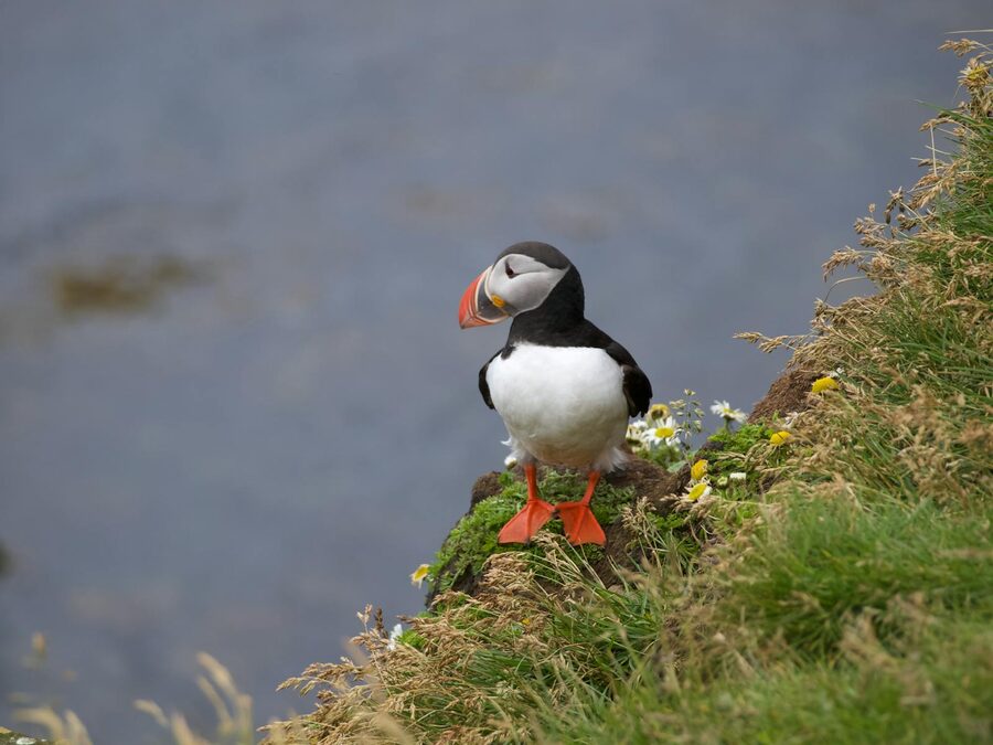 Atlantic puffin standing on a grassy cliff overlooking the ocean