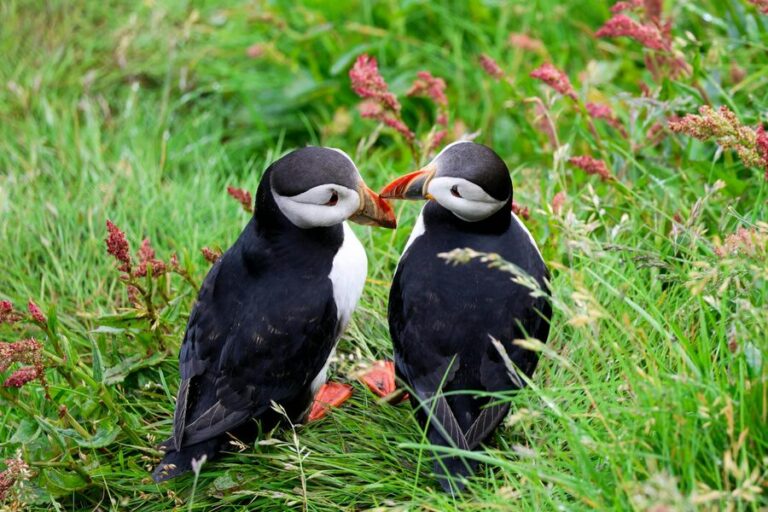 Bird Watching Tours in Iceland