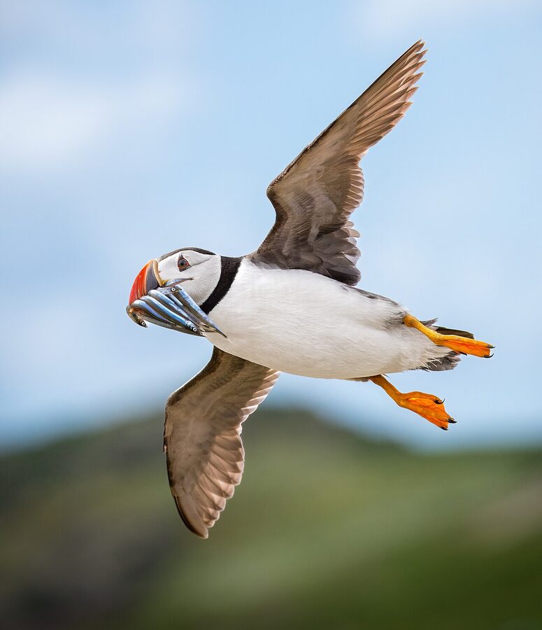 Atlantic puffin with bill full of sand eels