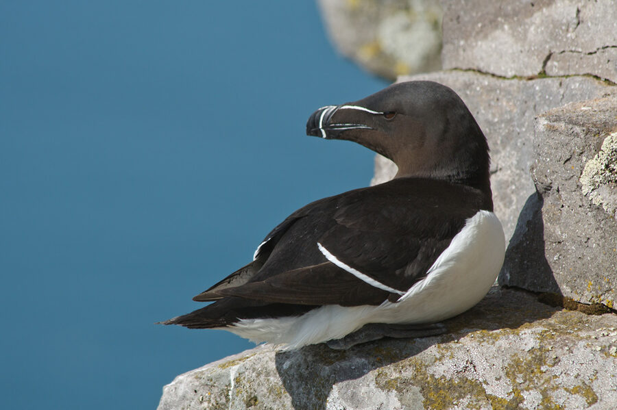 Razorbill on a cliff at Látrabjarg