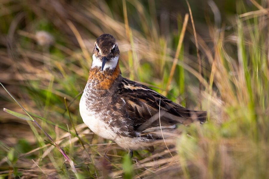 Red-necked phalarope swimming