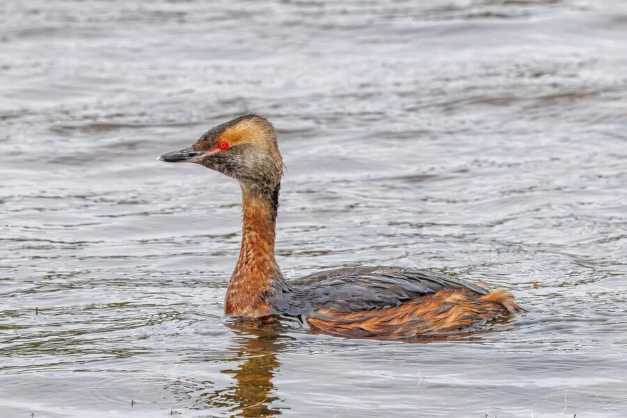 Slavonian grebe in breeding plumage