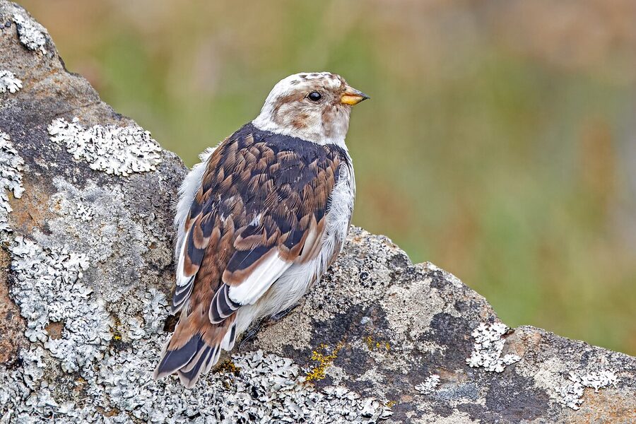 Snow bunting in breeding plumage on Flatey island
