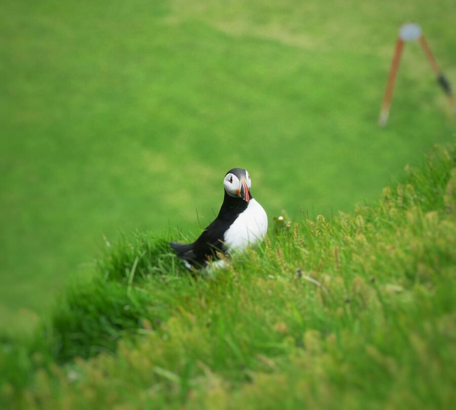 Puffin on a grassy cliff in the Westman Islands