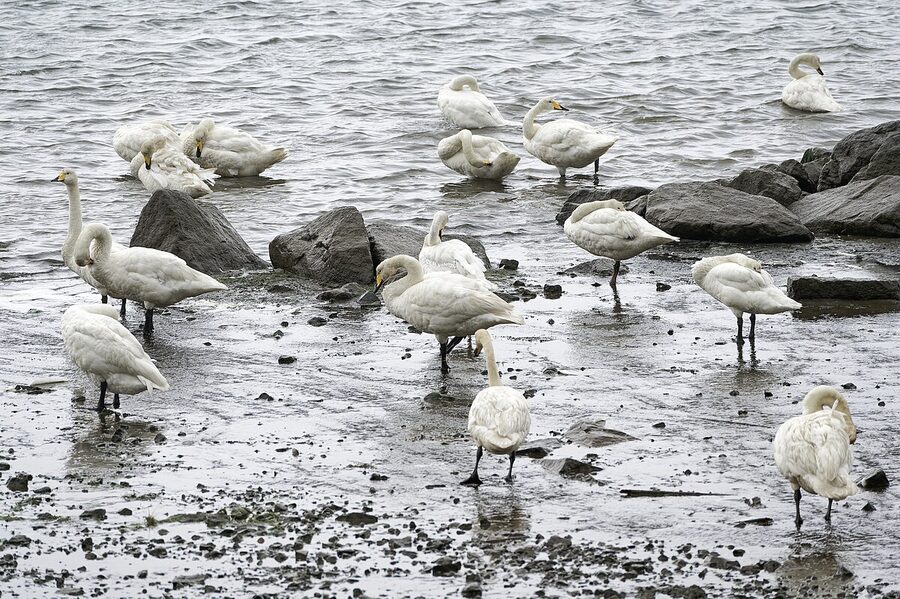 Whooper swan in Hornafjörður East Iceland