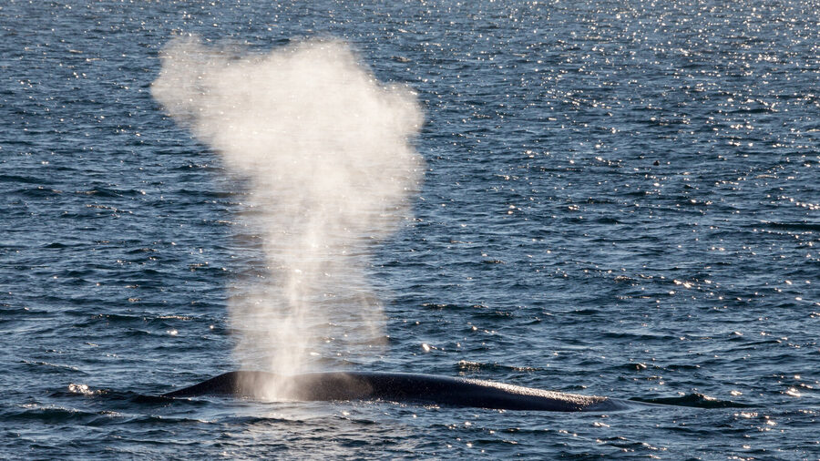 Blue whale spout (blow) at sea in Arctic waters