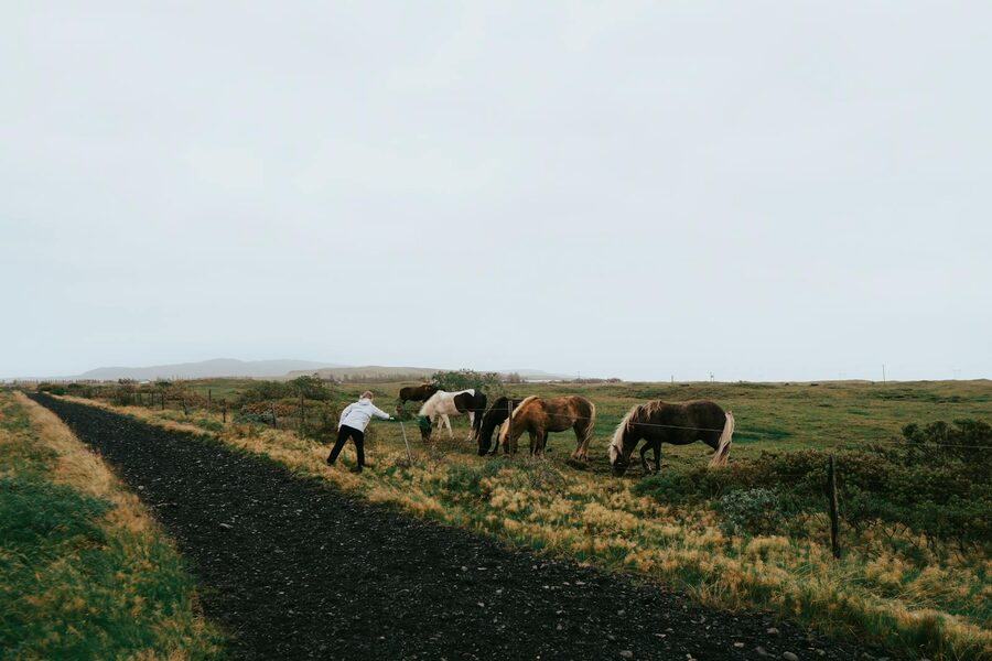 Person hand-feeding Icelandic horses on a country path