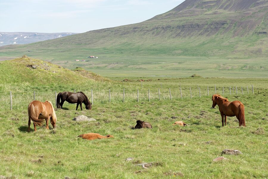 Two Icelandic horses standing in a green pasture