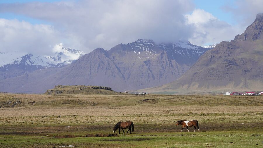 Group of Icelandic horses grazing in pasture under mountains