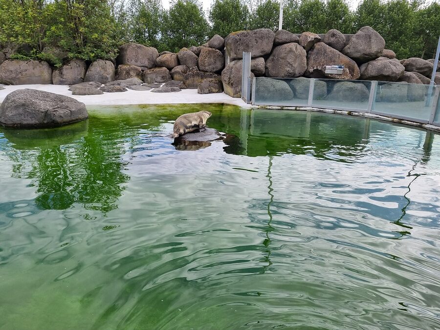 Animal enclosure at Husdyragardurinn family park in Reykjavik