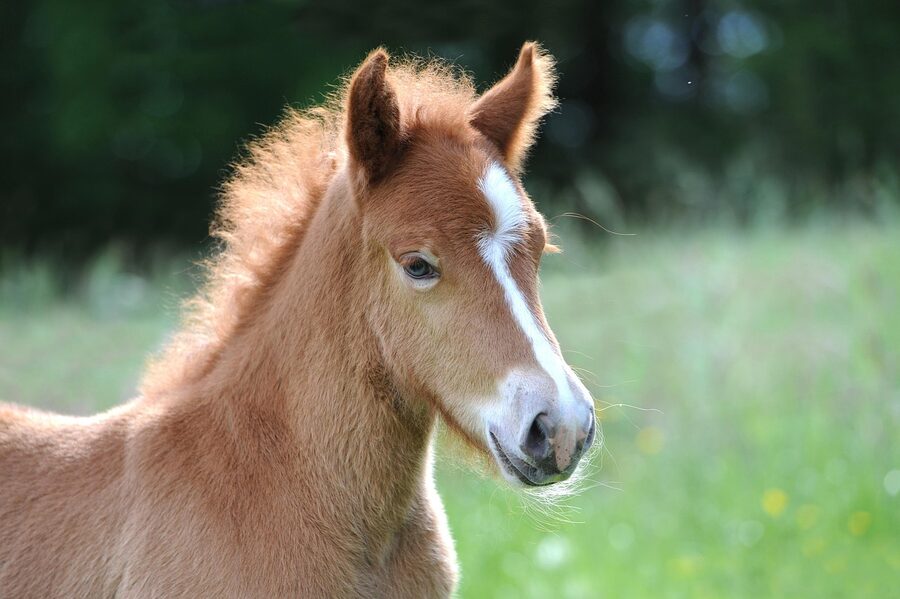 Icelandic foal standing in a green field