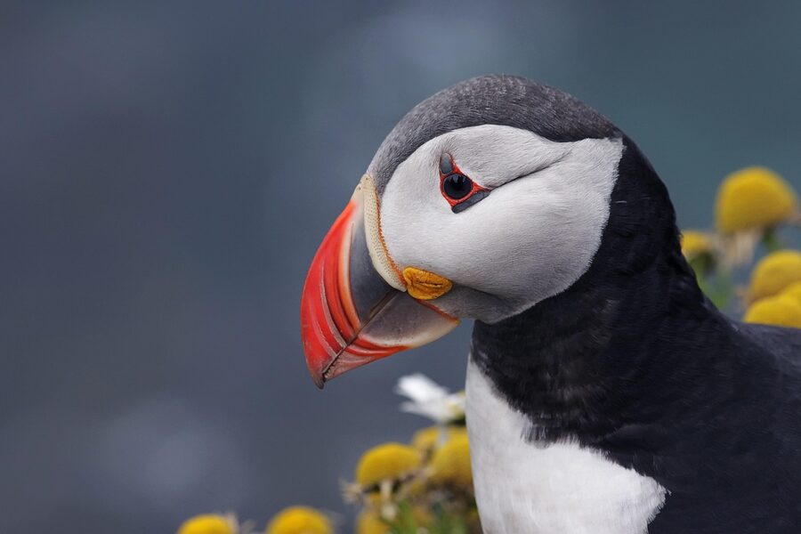 Close-up of an Atlantic puffin in Iceland