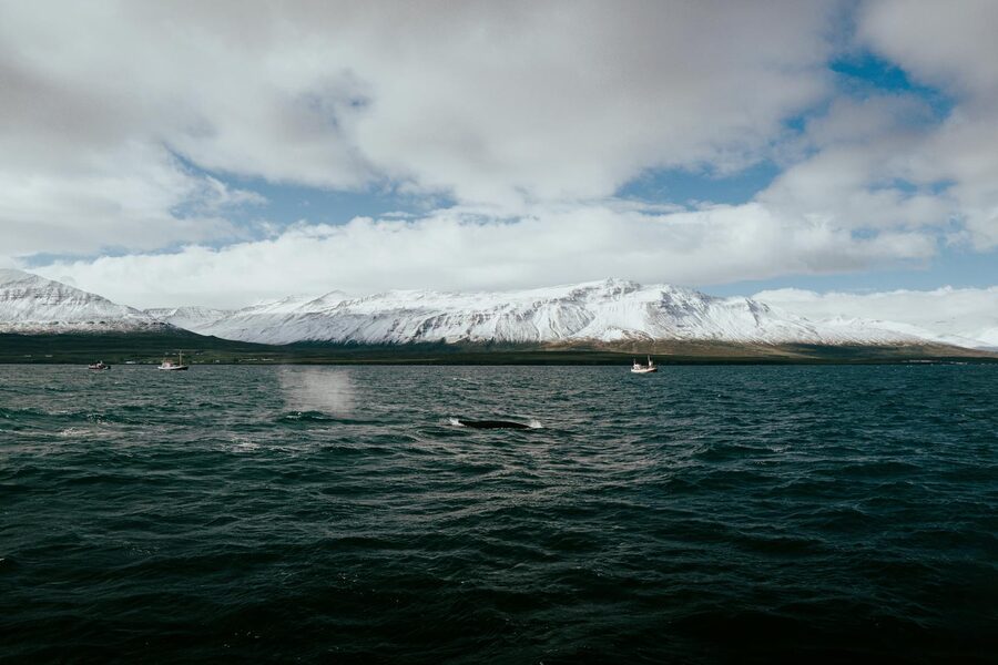 Whale watching boat passing snowy mountains in north Iceland