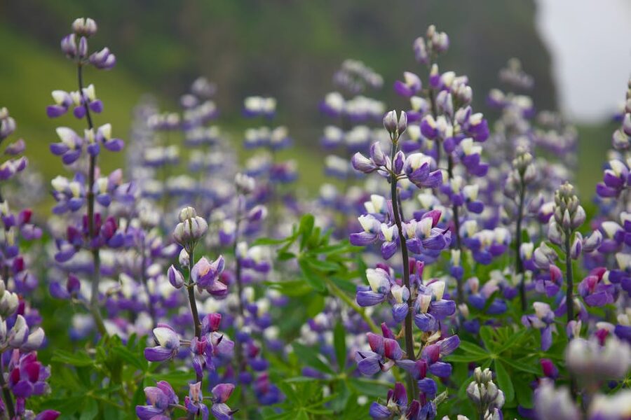 Field of purple lupines in bloom at Vik Iceland