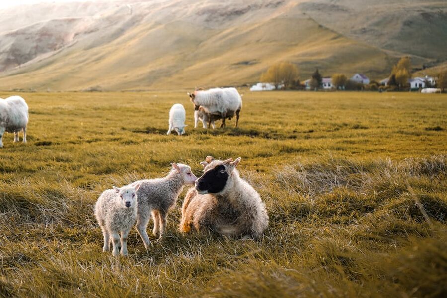 Sheep grazing in Iceland