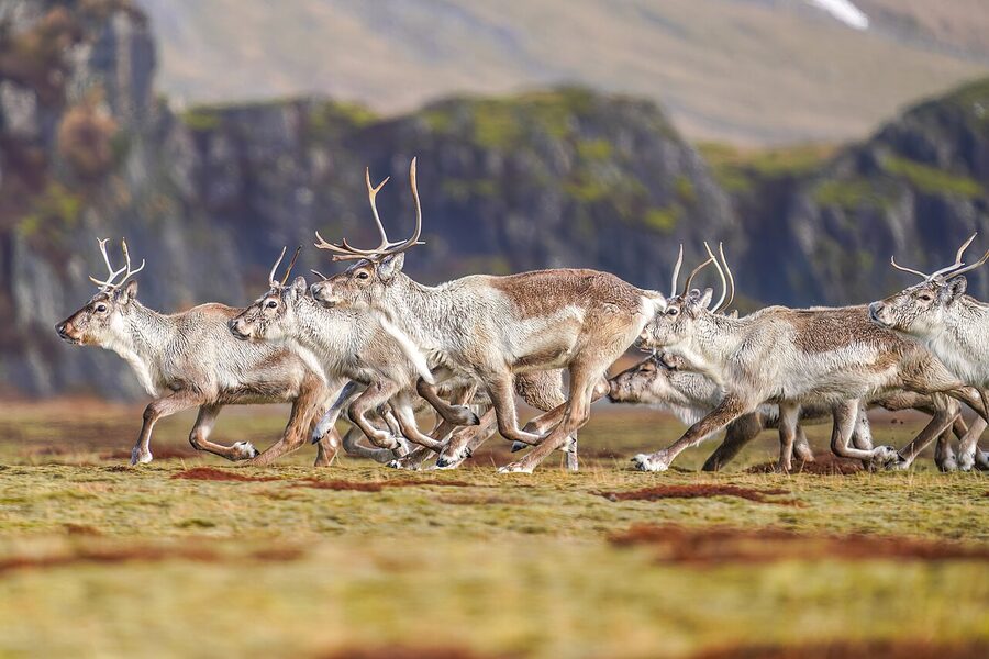 Herd of Iceland reindeer running across open landscape