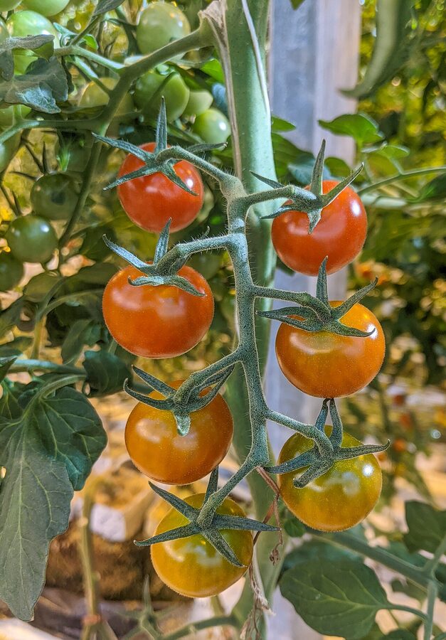 Tomatoes ripening at Fridheimar greenhouse