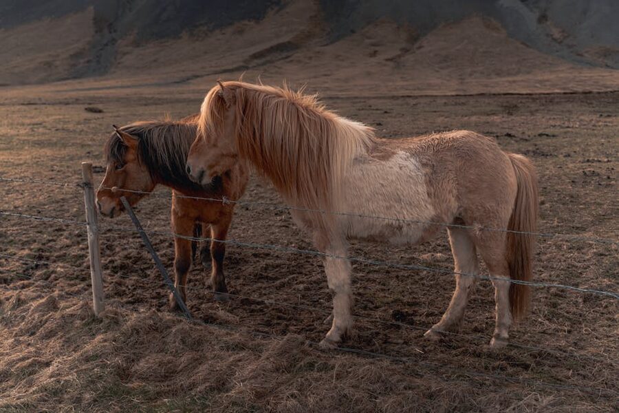 Icelandic horses on the Golden Circle route