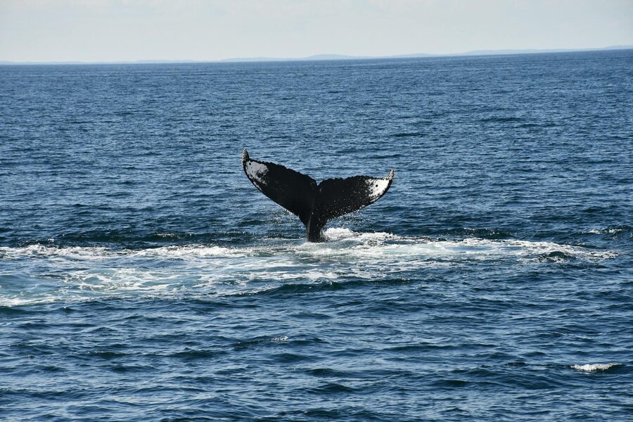Humpback whale fluke (tail) close to the water surface