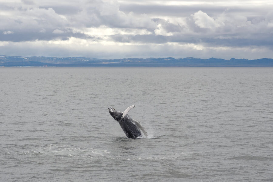 Humpback whale surfacing close to a whale watching boat in Iceland