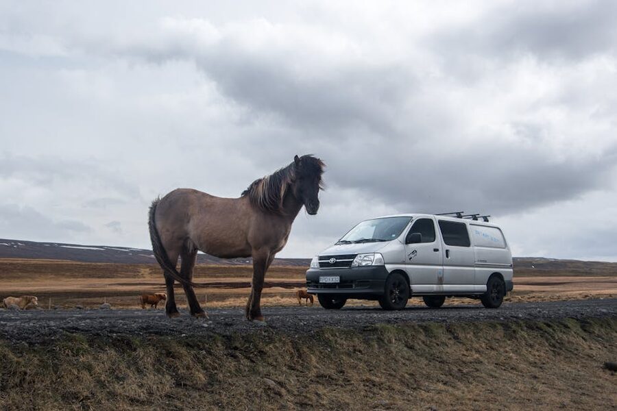 Icelandic horse and camper van