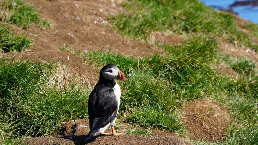 Atlantic puffin on Icelandic grassland
