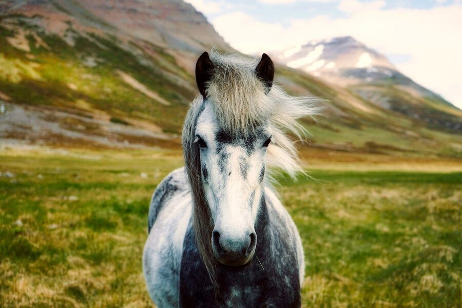 Icelandic horse Iceland