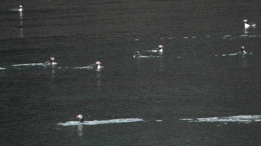 Atlantic puffins on Heimaey cliff