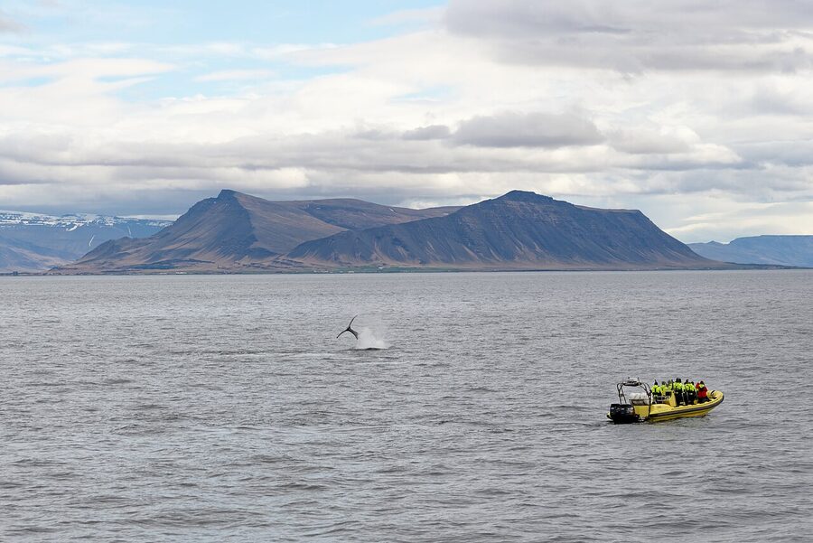 Whale watching tour boat Faxafloi