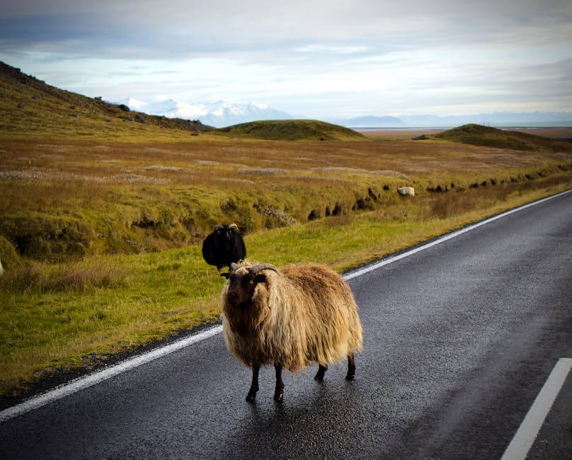 Icelandic sheep on a coastal road with mountains in the background