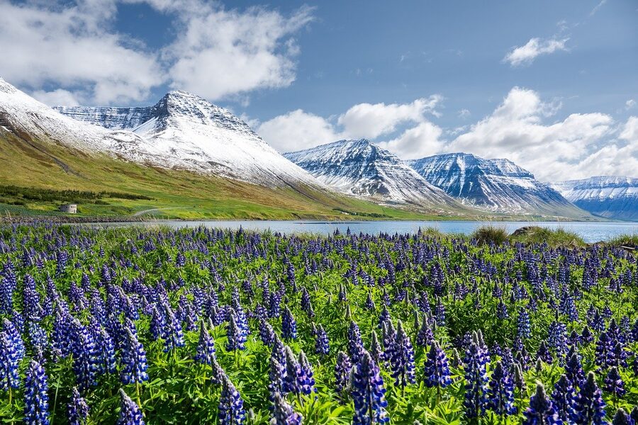 Flateyri village in summer with snow-capped mountains and lupines, Iceland