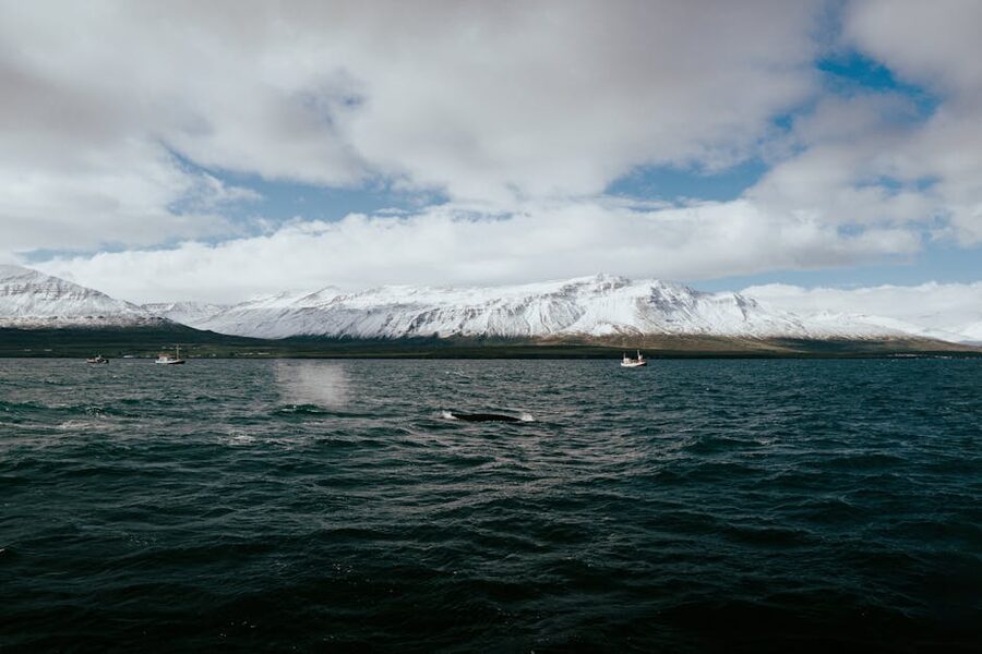Whale-watching boat off Iceland
