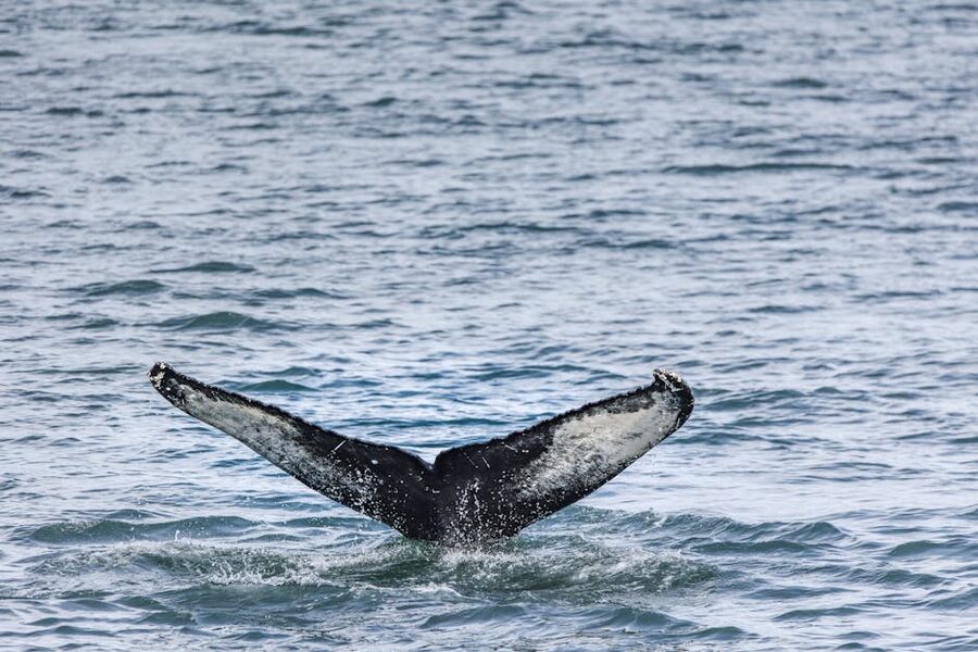 Humpback whale tail breaching the water near Akureyri Iceland