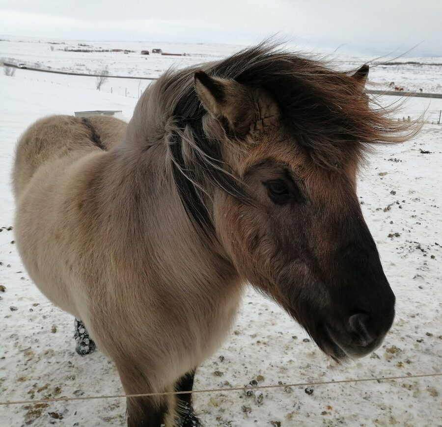 Icelandic horse with thick winter coat in snow