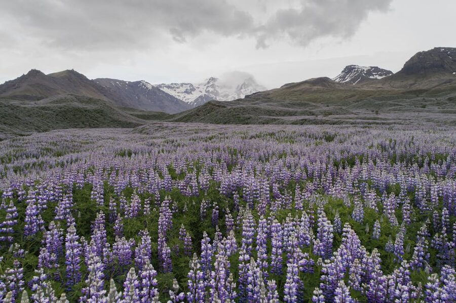 Field of purple Nootka lupines in Iceland summer