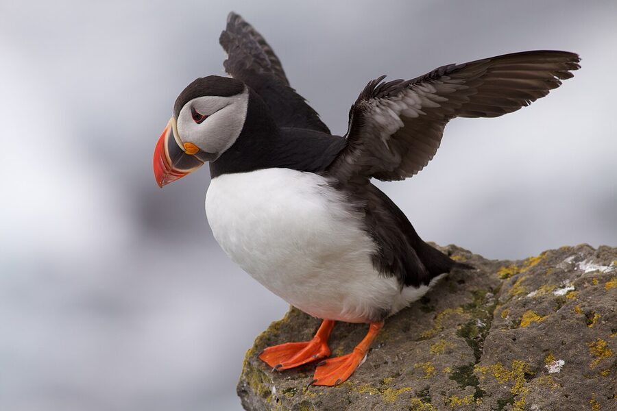 Atlantic puffin standing on the Látrabjarg cliffs in Iceland