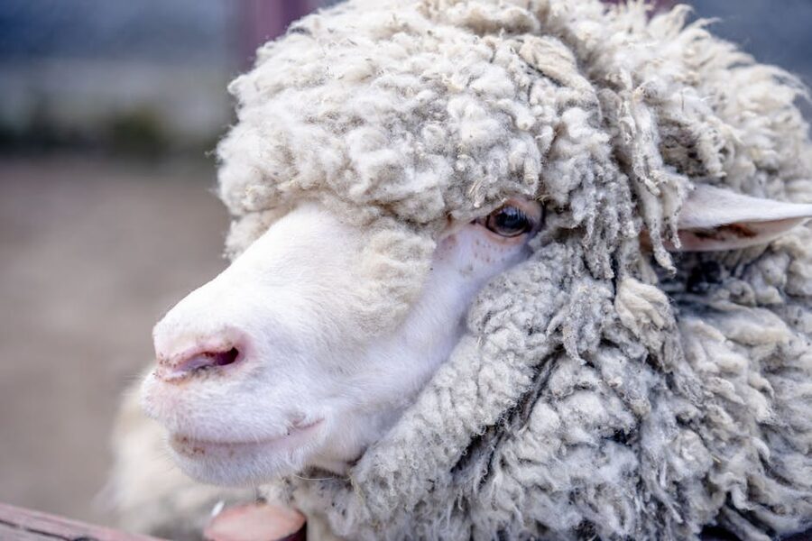 Close-up of merino wool fleece showing the fibre that makes a base layer work