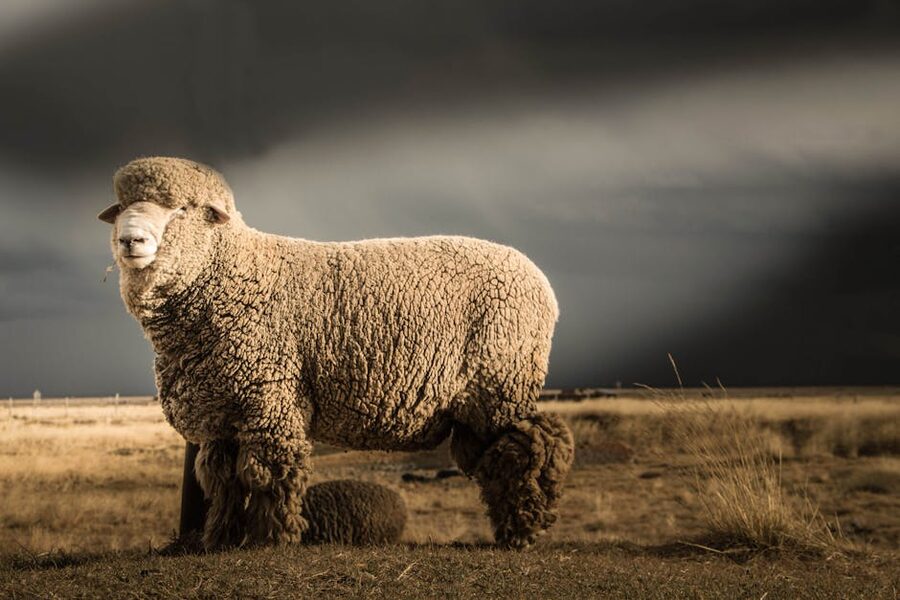 Merino sheep with thick wool coat in a windy field