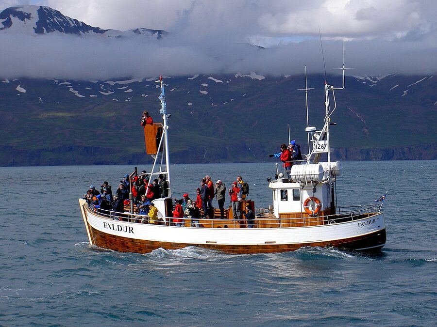 Humpback whale tail surfacing on a Husavik whale watching tour