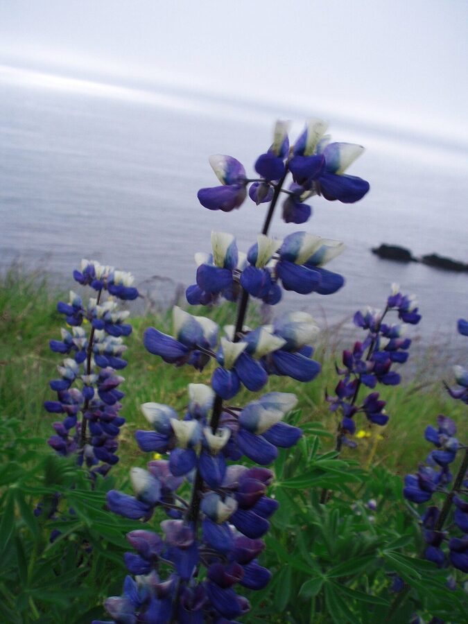 Alaskan lupines blooming in summer Iceland