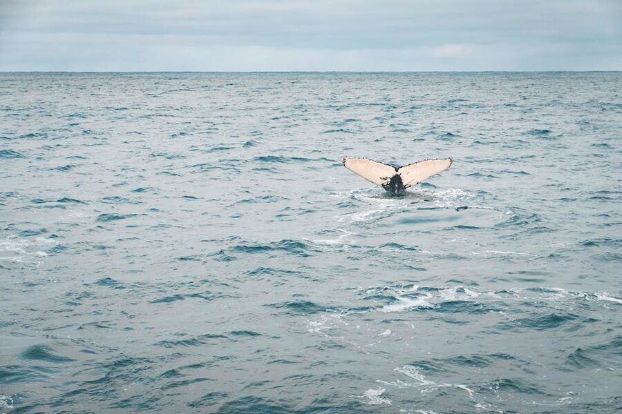 Humpback whale tail rising out of the water during a Húsavík tour