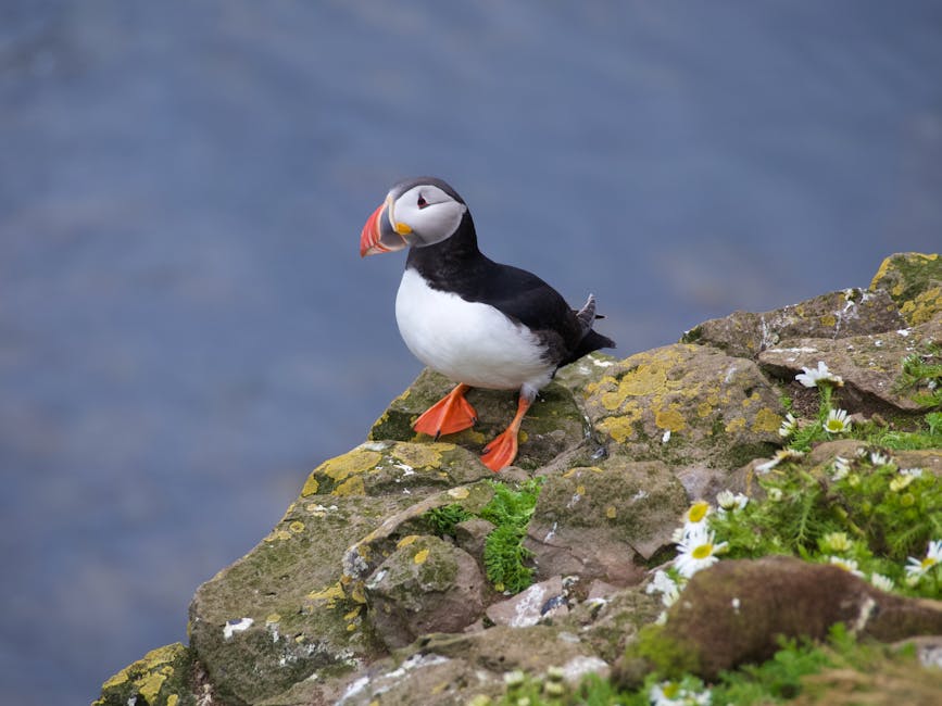 Atlantic puffin perched on a grassy cliff at Látrabjarg, Iceland