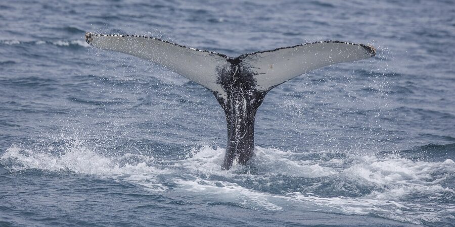 Humpback whale tail fluke close up in Eyjafjordur Iceland