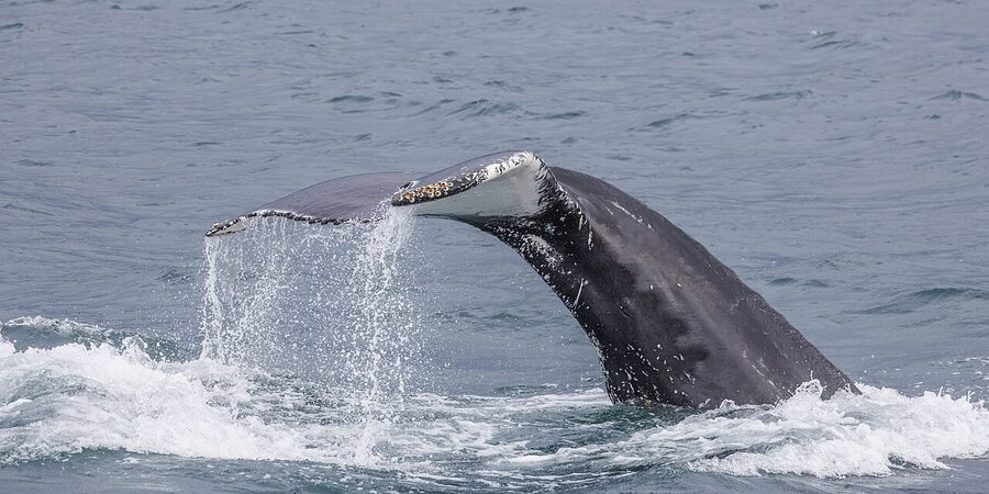 Humpback whale diving in Eyjafjordur fjord Iceland with tail above water