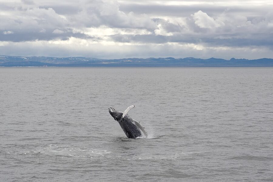 Humpback whale surfacing in Faxafloi Bay near Reykjavik