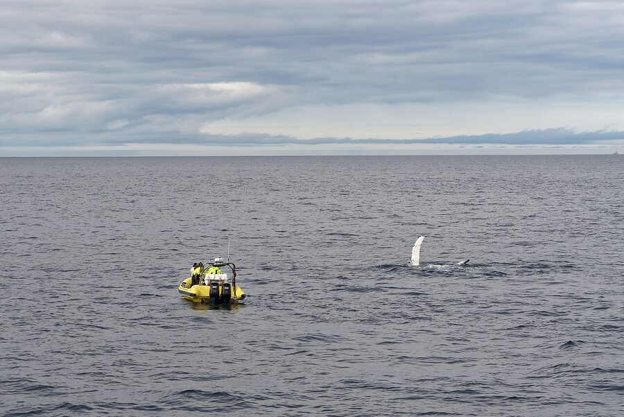 Whale watching tour boat in Faxafloi Bay Iceland in spring