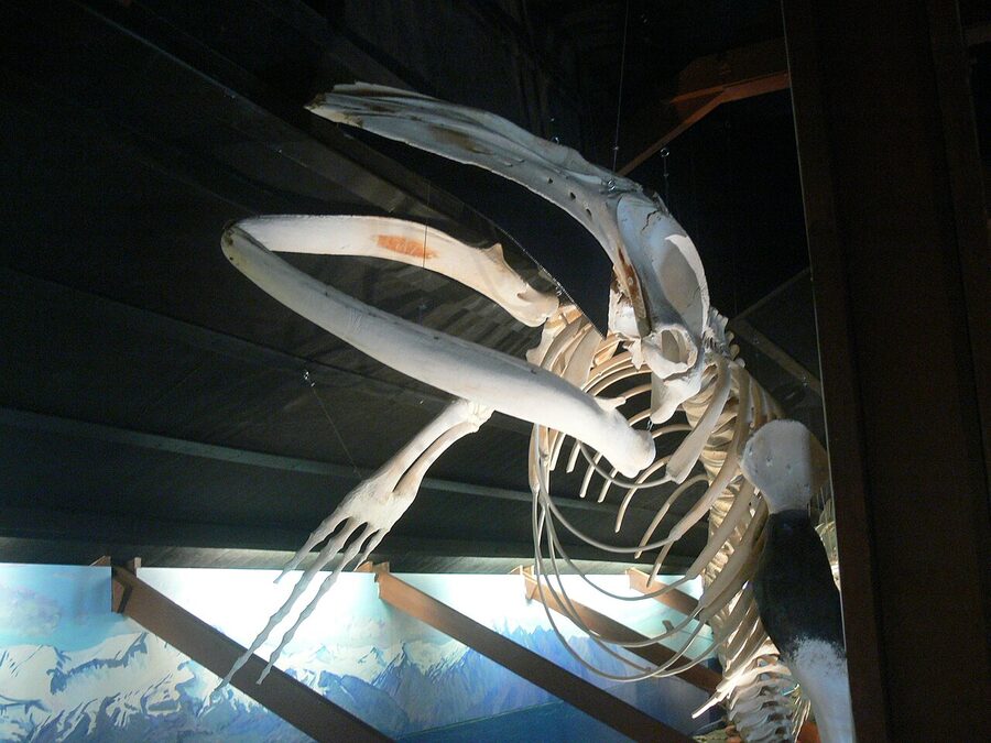Humpback whale skeleton hanging in Husavik Whale Museum Iceland